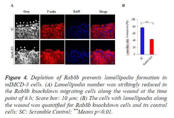 biomedres-lamellipodia-formation