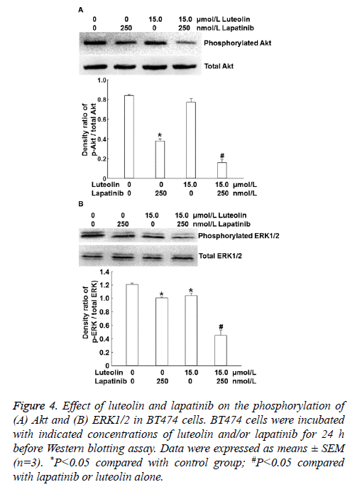 biomedres-lapatinib-alone