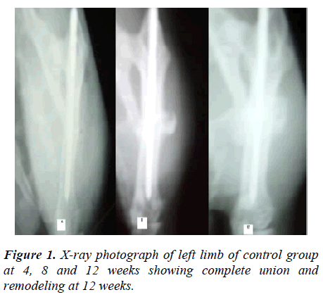 biomedres-left-limb-control-group