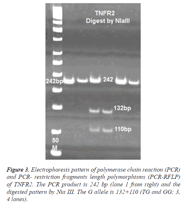 biomedres-length-polymorphisms