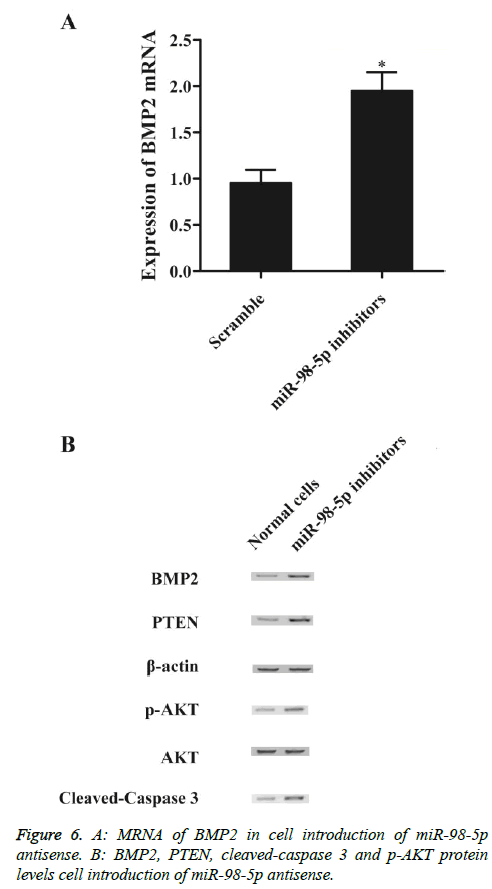 biomedres-levels-cell