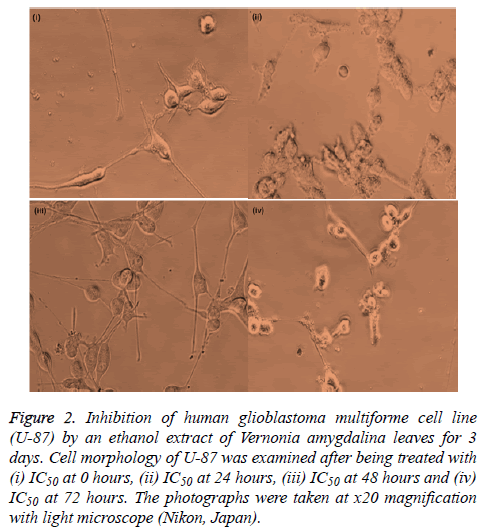 biomedres-light-microscope