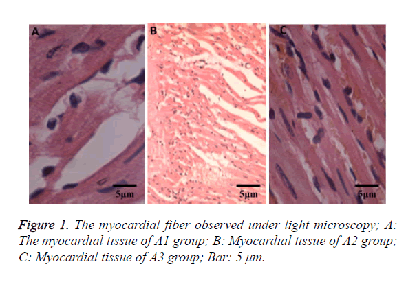 biomedres-light-microscopy