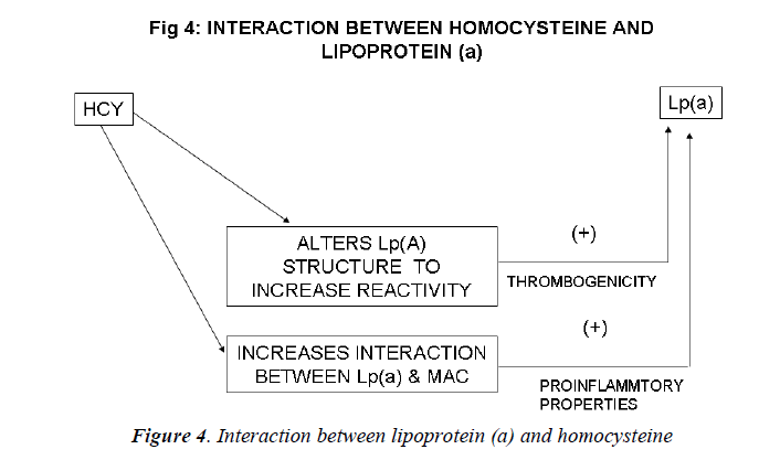 biomedres-lipoprotein-homocysteine