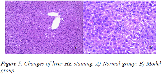 biomedres-liver-HE-staining
