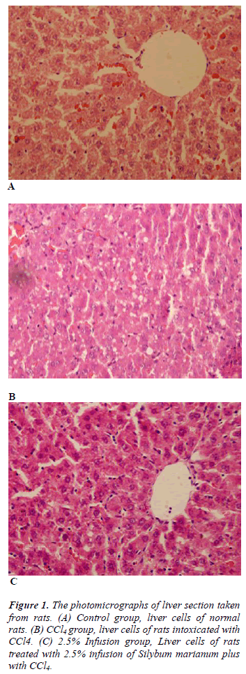 biomedres-liver-section