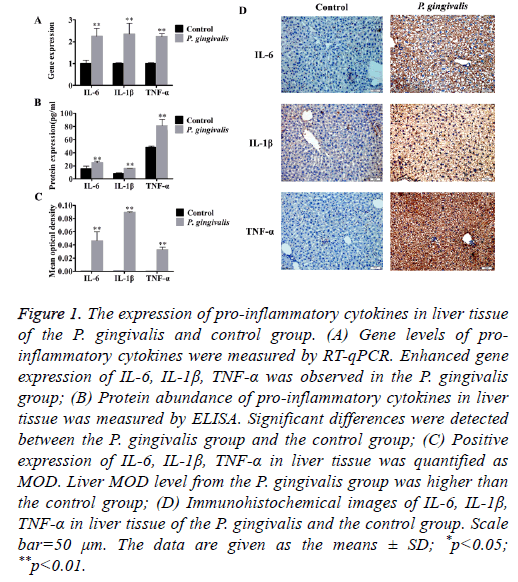 biomedres-liver-tissue