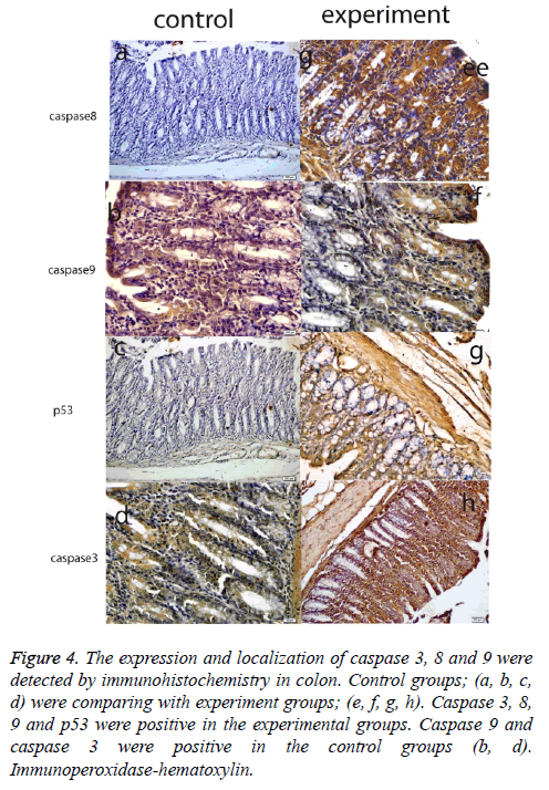 biomedres-localization-caspase