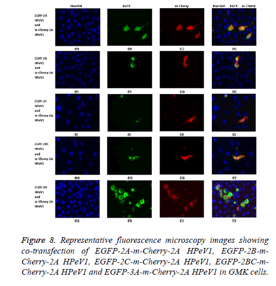 biomedres-localizations-fluorescence