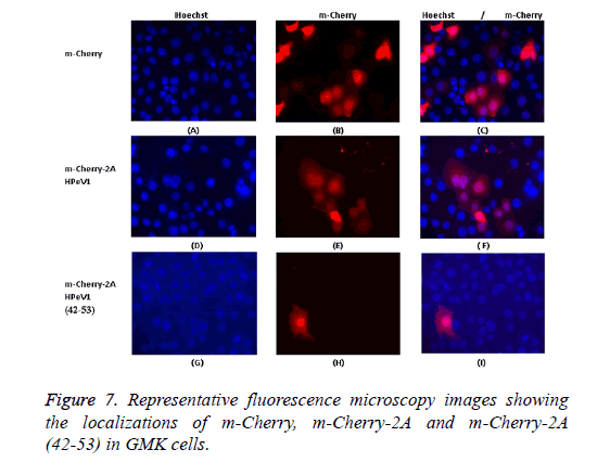 biomedres-localizations-showing