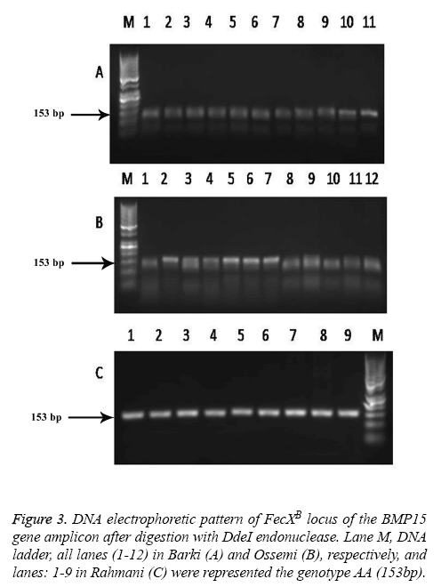 biomedres-locus-ladder