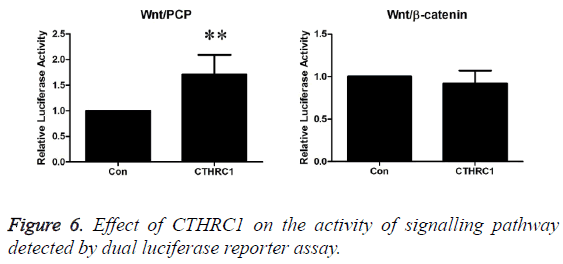 biomedres-luciferase-reporter-assay