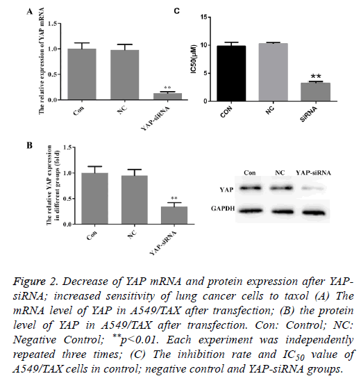 biomedres-lung-protein