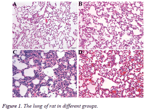 biomedres-lung-rat-different