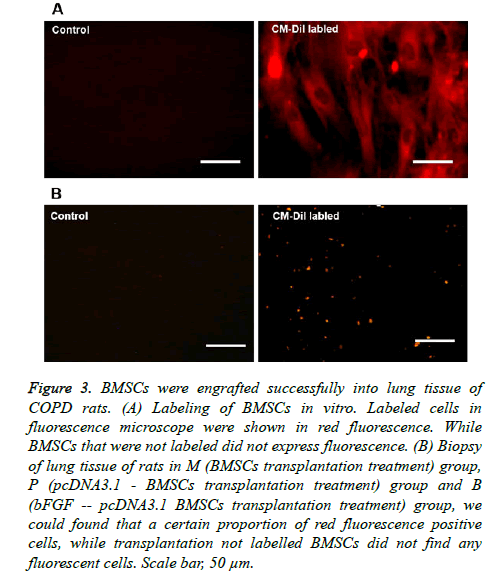 biomedres-lung-tissue