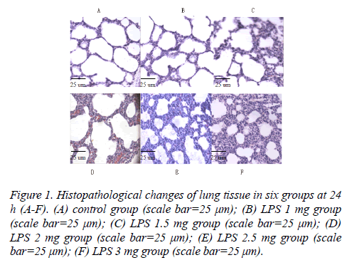 biomedres-lung-tissue-groups