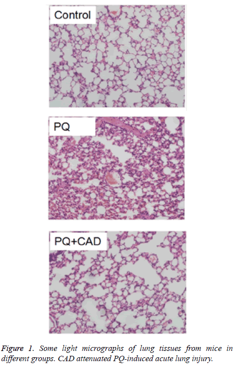 biomedres-lung-tissues