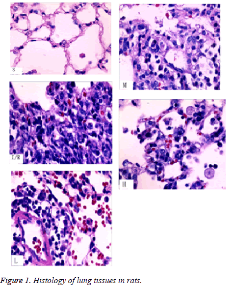 biomedres-lung-tissues