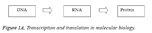 biomedres-lymph-molecular-biology