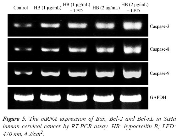 biomedres-mRNA-expression-Bax