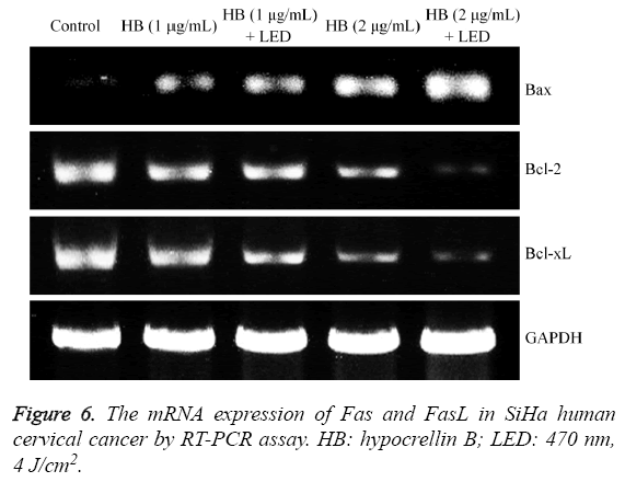 biomedres-mRNA-expression-Fas