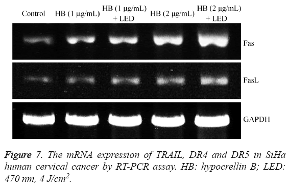 biomedres-mRNA-expression-TRAIL