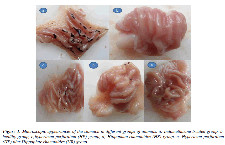 biomedres-macroscopic-appearances