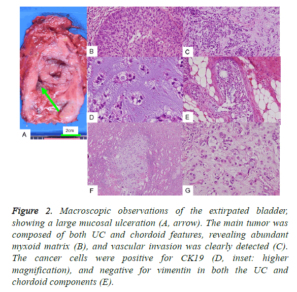 biomedres-macroscopic-observations