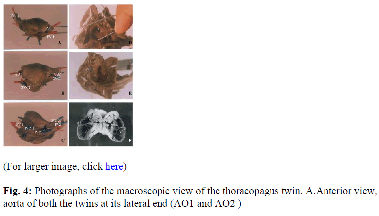 biomedres-macroscopic-view