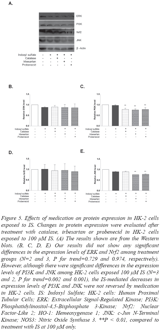 biomedres-medication-protein-expression