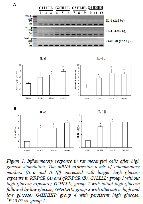 biomedres-mesangial-cells