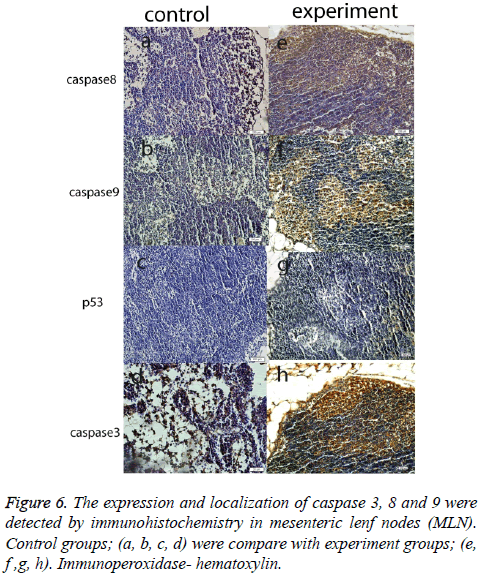 biomedres-mesenteric-lenf