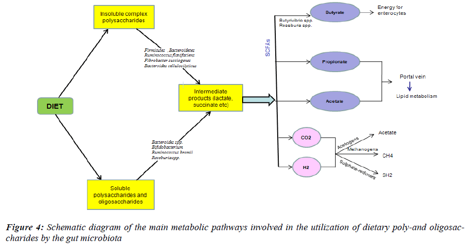 biomedres-metabolic-pathways