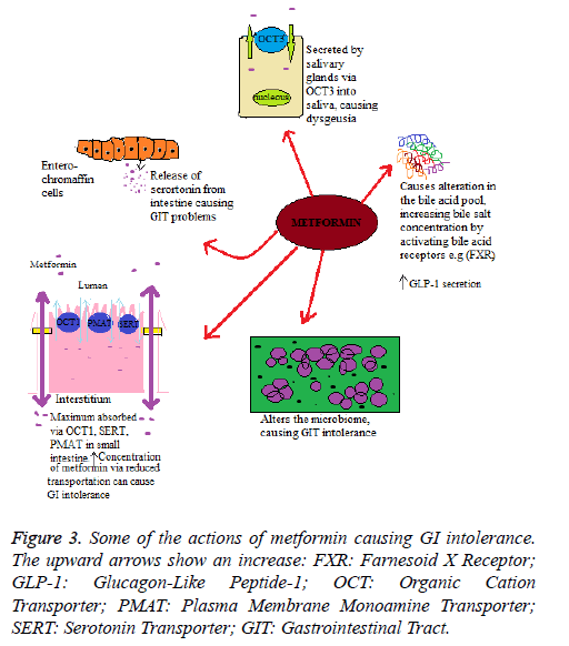 biomedres-metformin-causing