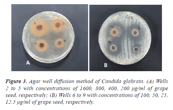 biomedres-method-candida-glabrata