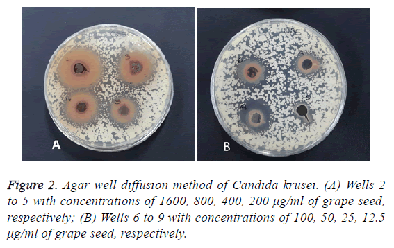 biomedres-method-candida-krusei