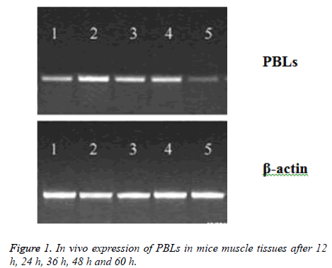 biomedres-mice-muscle-tissues