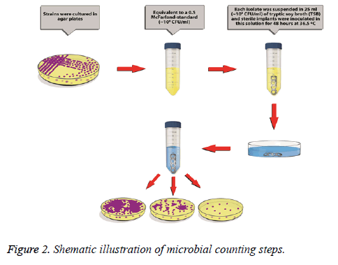 biomedres-microbial-counting