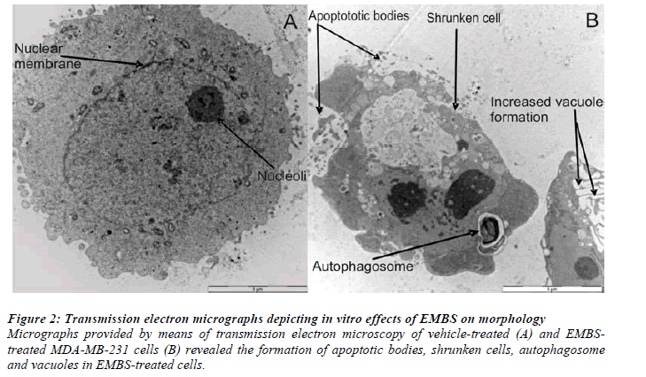 biomedres-micrographs-depicting