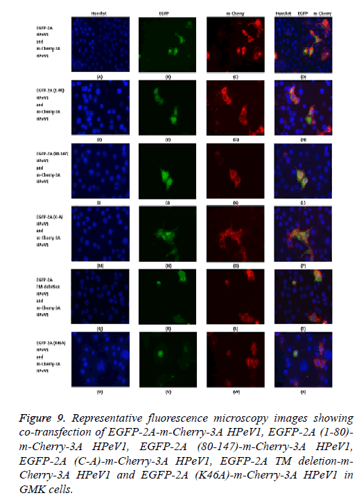 biomedres-microscopy-fluorescence