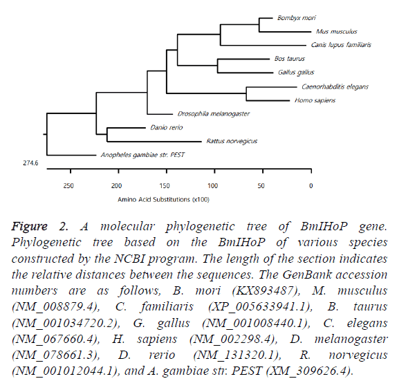 biomedres-molecular-phylogenetic-tree