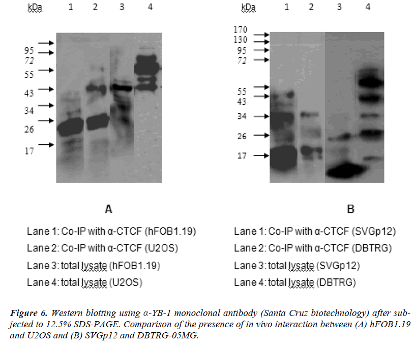 biomedres-monoclonal-antibody