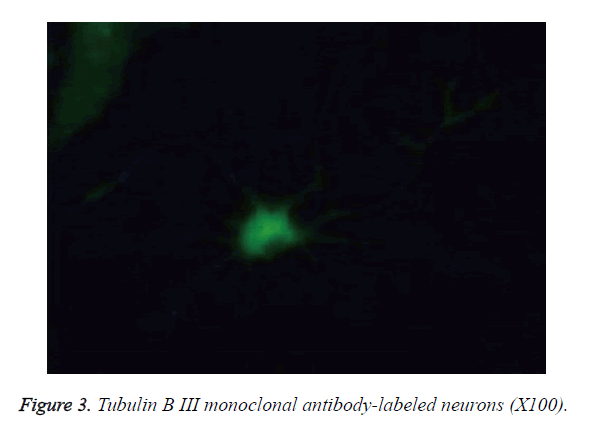 biomedres-monoclonal-antibody