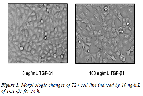 biomedres-morphologic-changes