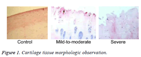 biomedres-morphologic-observation