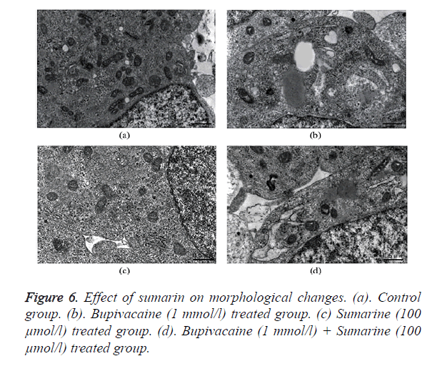 biomedres-morphological-changes