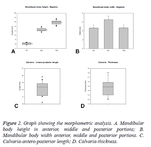 biomedres-morphometric-analysis