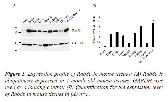 biomedres-mouse-tissues