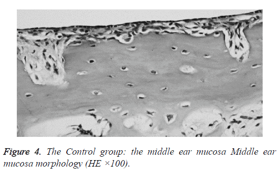 biomedres-mucosa-morphology