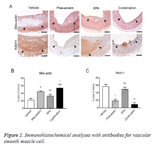 biomedres-muscle-cell